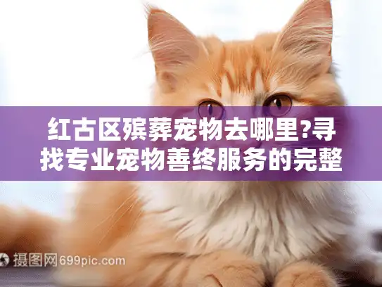 红古区殡葬宠物去哪里?寻找专业宠物善终服务的完整指南