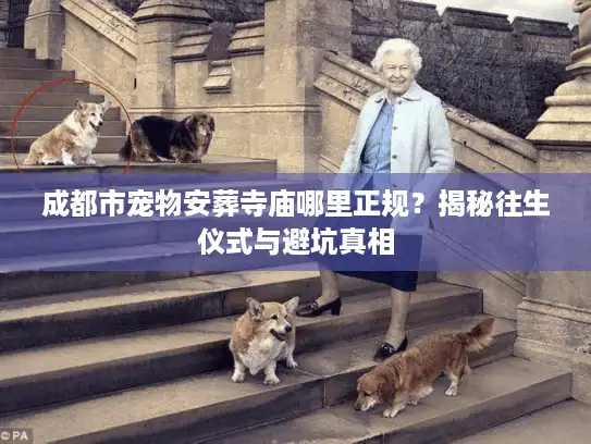 成都市宠物安葬寺庙哪里正规?揭秘往生仪式与避坑真相 成都市宠物安葬寺庙哪里正规?揭秘往生仪式与避坑真相