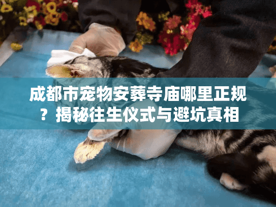 成都市宠物安葬寺庙哪里正规?揭秘往生仪式与避坑真相 成都市宠物安葬寺庙哪里正规?揭秘往生仪式与避坑真相