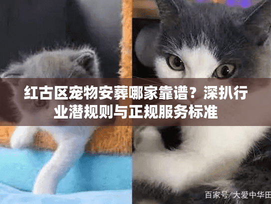红古区宠物安葬哪家靠谱？深扒行业潜规则与正规服务标准