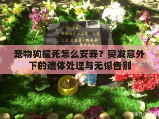 宠物狗撞死怎么安葬？突发意外下的遗体处理与无憾告别