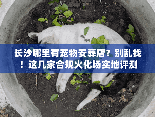 长沙哪里有宠物安葬店？别乱找！这几家合规火化场实地评测