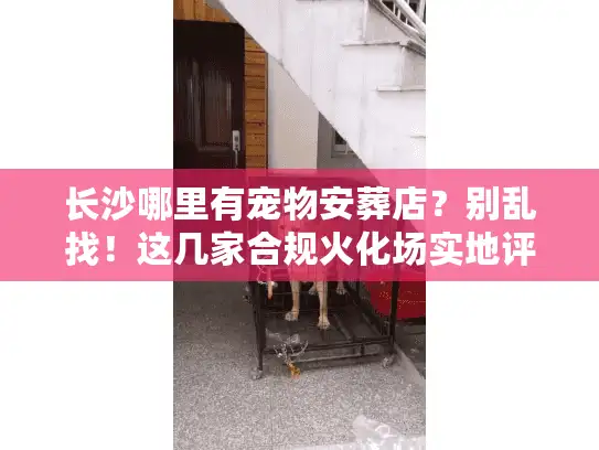 长沙哪里有宠物安葬店？别乱找！这几家合规火化场实地评测