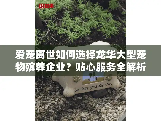 爱宠离世如何选择龙华大型宠物殡葬企业？贴心服务全解析