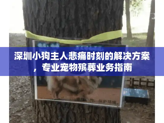 深圳小狗主人悲痛时刻的解决方案,专业宠物殡葬业务指南 深圳小狗主人悲痛时刻的解决方案,专业宠物殡葬业务指南