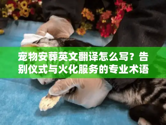 宠物安葬英文翻译怎么写？告别仪式与火化服务的专业术语