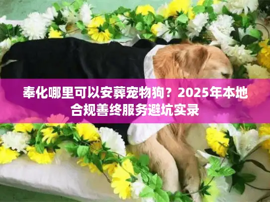 奉化哪里可以安葬宠物狗？2025年本地合规善终服务避坑实录