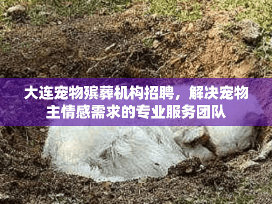 大连宠物殡葬机构招聘，解决宠物主情感需求的专业服务团队