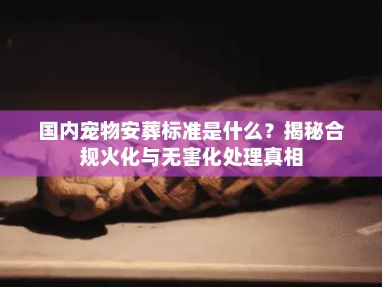 国内宠物安葬标准是什么？揭秘合规火化与无害化处理真相