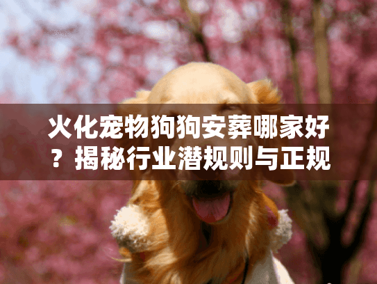 火化宠物狗狗安葬哪家好？揭秘行业潜规则与正规机构鉴别