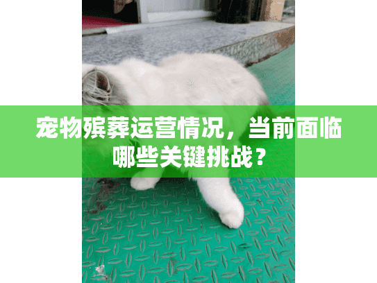 宠物殡葬运营情况，当前面临哪些关键挑战？