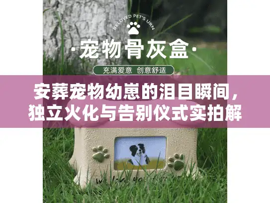 安葬宠物幼崽的泪目瞬间，独立火化与告别仪式实拍解析