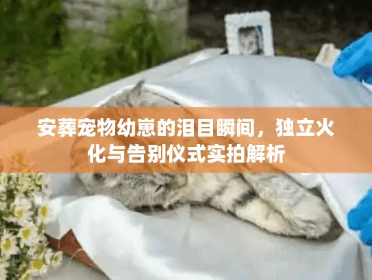 安葬宠物幼崽的泪目瞬间，独立火化与告别仪式实拍解析