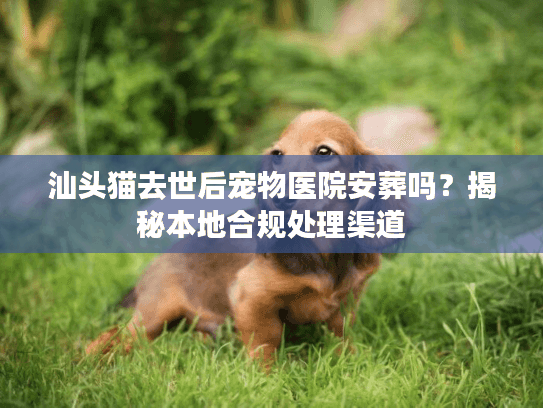 汕头猫去世后宠物医院安葬吗？揭秘本地合规处理渠道