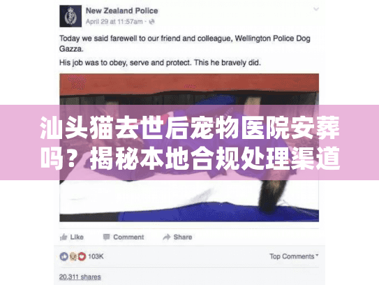 汕头猫去世后宠物医院安葬吗？揭秘本地合规处理渠道