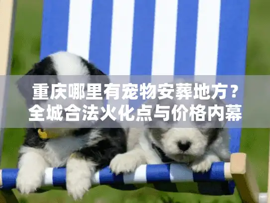 重庆哪里有宠物安葬地方？全城合法火化点与价格内幕