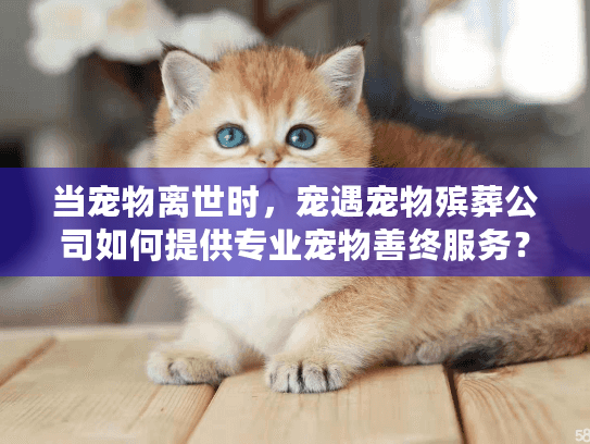 当宠物离世时，宠遇宠物殡葬公司如何提供专业宠物善终服务？