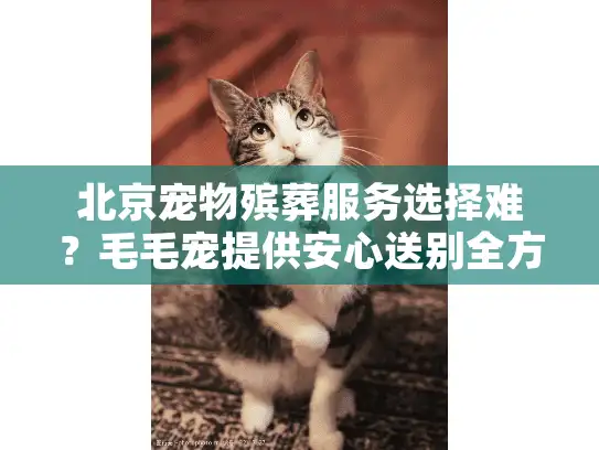北京宠物殡葬服务选择难?毛毛宠提供安心送别全方案 北京宠物殡葬服务选择难?毛毛宠提供安心送别全方案