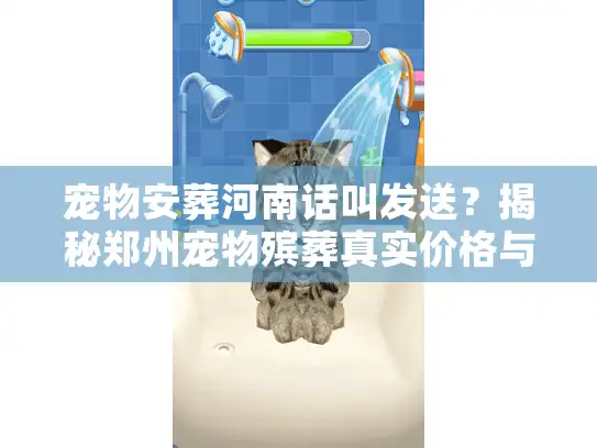 宠物安葬河南话叫发送？揭秘郑州宠物殡葬真实价格与流程