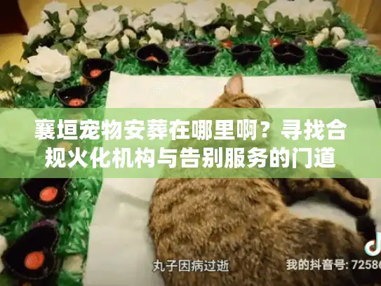 襄垣宠物安葬在哪里啊？寻找合规火化机构与告别服务的门道