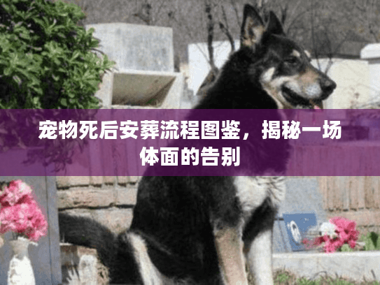 宠物死后安葬流程图鉴，揭秘一场体面的告别