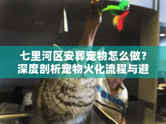 七里河区安葬宠物怎么做？深度剖析宠物火化流程与避坑实录