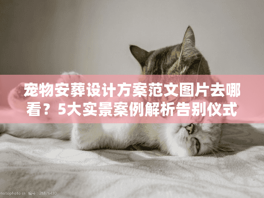 宠物安葬设计方案范文图片去哪看？5大实景案例解析告别仪式