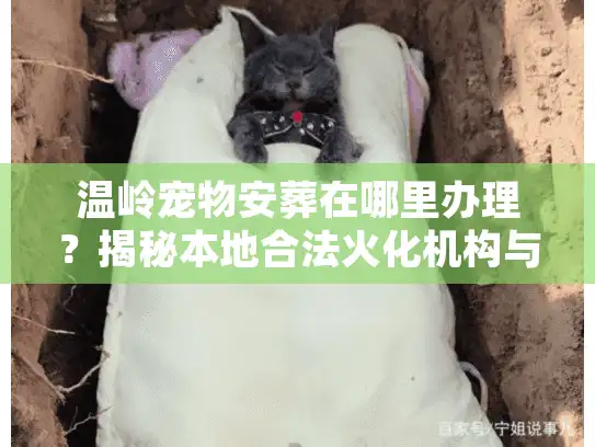 温岭宠物安葬在哪里办理？揭秘本地合法火化机构与价格明细