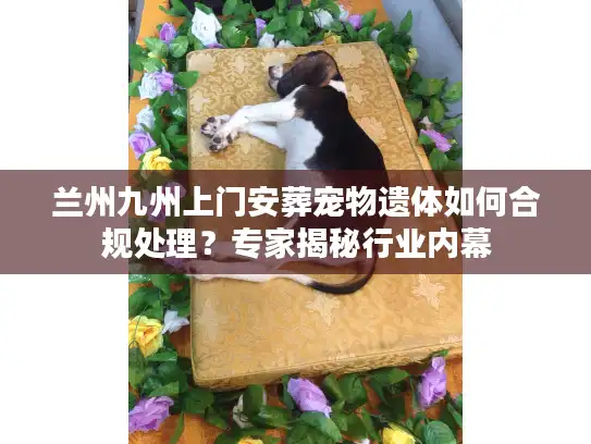 兰州九州上门安葬宠物遗体如何合规处理？专家揭秘行业内幕