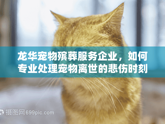 龙华宠物殡葬服务企业，如何专业处理宠物离世的悲伤时刻