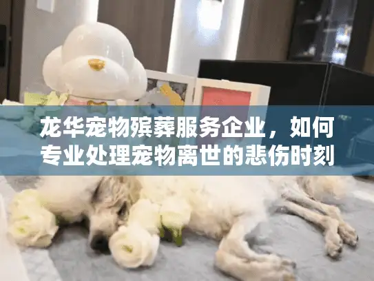龙华宠物殡葬服务企业，如何专业处理宠物离世的悲伤时刻