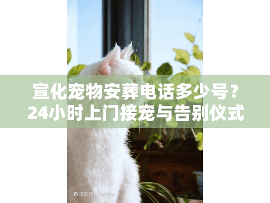 宣化宠物安葬电话多少号？24小时上门接宠与告别仪式