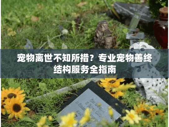 宠物离世不知所措?专业宠物善终结构服务全指南 宠物离世不知所措?专业宠物善终结构服务全指南