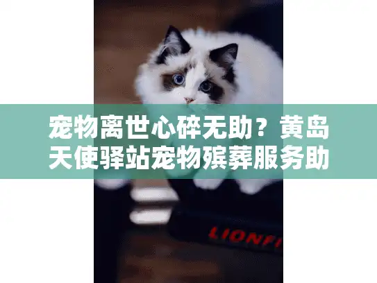 宠物离世心碎无助？黄岛天使驿站宠物殡葬服务助你温柔告别