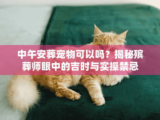 中午安葬宠物可以吗？揭秘殡葬师眼中的吉时与实操禁忌