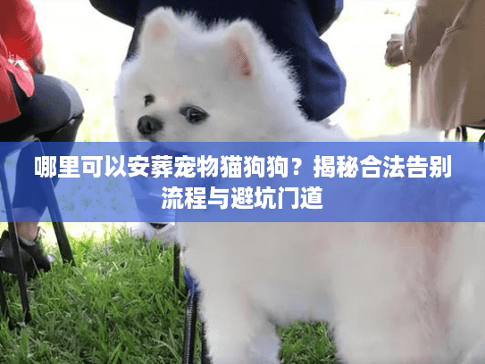 哪里可以安葬宠物猫狗狗？揭秘合法告别流程与避坑门道