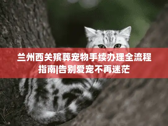 兰州西关殡葬宠物手续办理全流程指南|告别爱宠不再迷茫