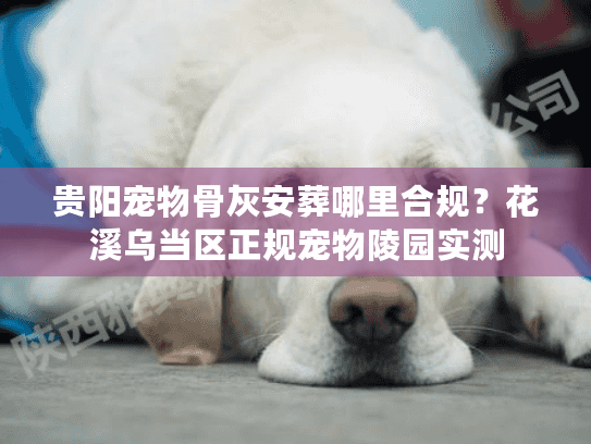 贵阳宠物骨灰安葬哪里合规？花溪乌当区正规宠物陵园实测