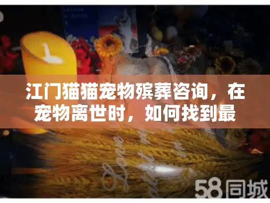 江门猫猫宠物殡葬咨询,在宠物离世时,如何找到最贴心的服务? 江门猫猫宠物殡葬咨询,在宠物离世时,如何找到最贴心的服务?