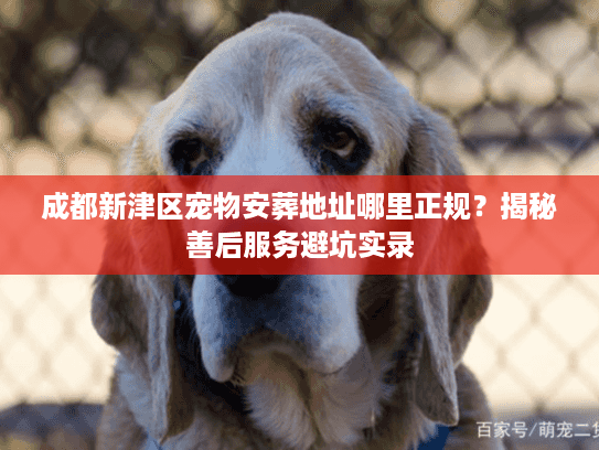 成都新津区宠物安葬地址哪里正规？揭秘善后服务避坑实录