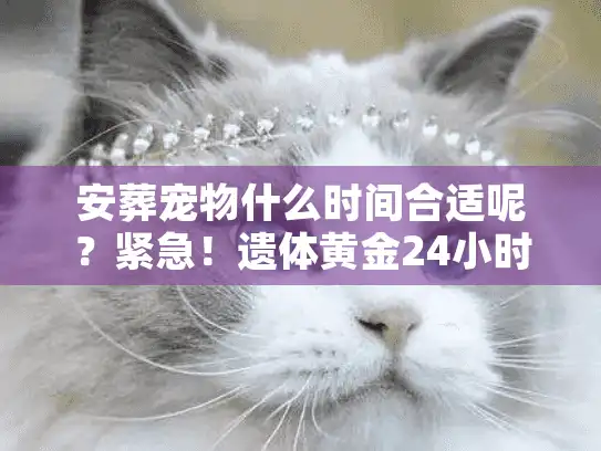 安葬宠物什么时间合适呢?紧急!遗体黄金24小时内的体面善后术 安葬宠物什么时间合适呢?紧急!遗体黄金24小时内的体面善后术