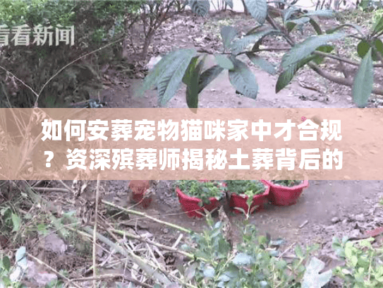 如何安葬宠物猫咪家中才合规？资深殡葬师揭秘土葬背后的卫生风险