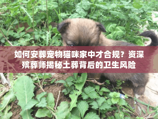 如何安葬宠物猫咪家中才合规？资深殡葬师揭秘土葬背后的卫生风险