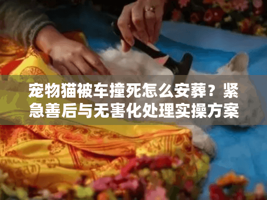 宠物猫被车撞死怎么安葬？紧急善后与无害化处理实操方案