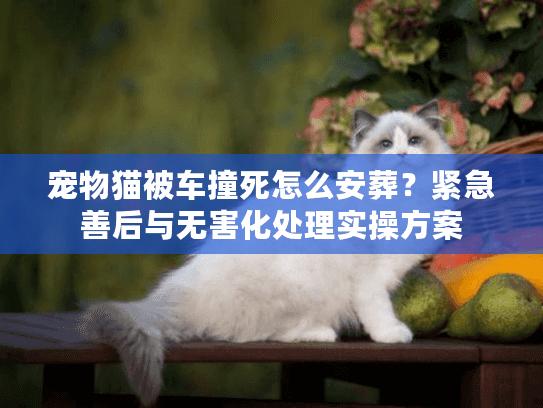 宠物猫被车撞死怎么安葬？紧急善后与无害化处理实操方案
