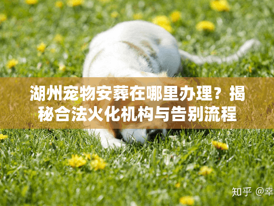 湖州宠物安葬在哪里办理？揭秘合法火化机构与告别流程