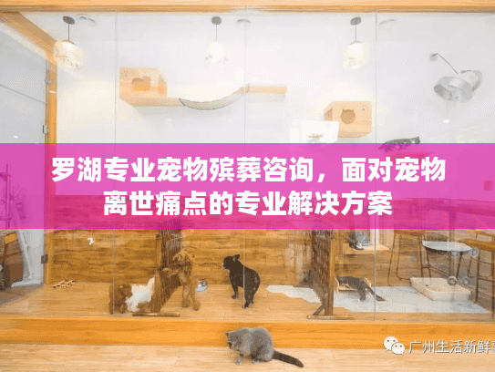 罗湖专业宠物殡葬咨询,面对宠物离世痛点的专业解决方案 罗湖专业宠物殡葬咨询,面对宠物离世痛点的专业解决方案