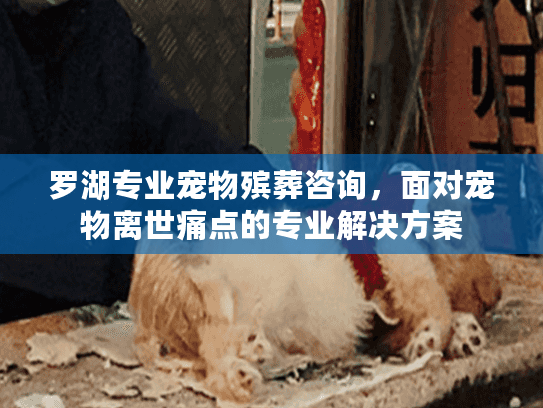 罗湖专业宠物殡葬咨询,面对宠物离世痛点的专业解决方案 罗湖专业宠物殡葬咨询,面对宠物离世痛点的专业解决方案