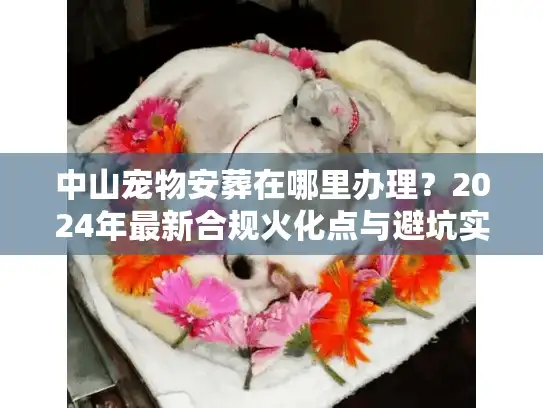 中山宠物安葬在哪里办理？2024年最新合规火化点与避坑实况