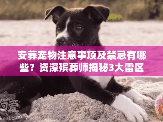 安葬宠物注意事项及禁忌有哪些?资深殡葬师揭秘3大雷区 安葬宠物注意事项及禁忌有哪些?资深殡葬师揭秘3大雷区